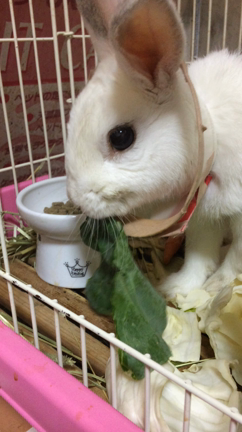 息子の大好物の記事動画