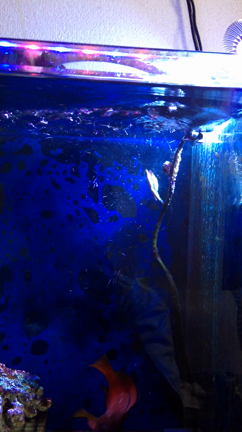 5/4 ザリガニ釣り♪の記事動画