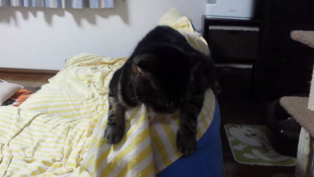 おいしいウマウマの記事動画