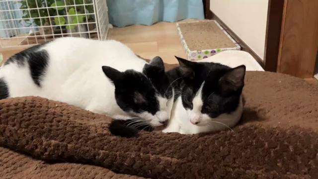 【里親募集】5ヶ月女の子｢いそべちゃん｣の記事動画