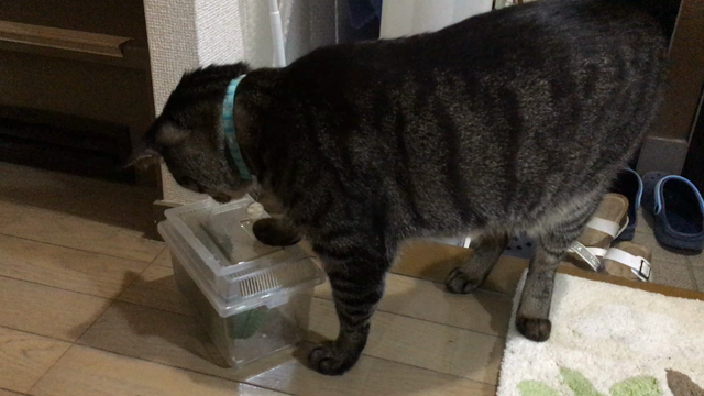 子守りの記事動画