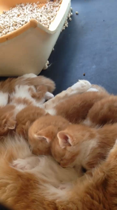 スコティッシュ子猫の記事動画