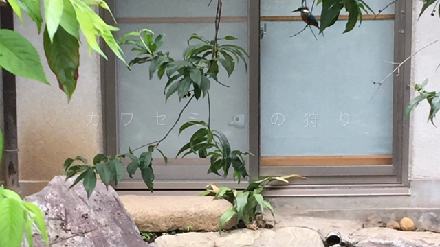 幸せの青い鳥？ King of Fisherman登場！の記事動画