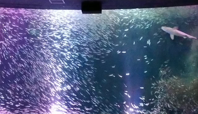 バレンタインに水族館の記事動画