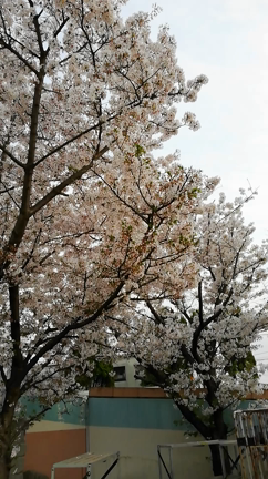 最高の季節(* ´ ▽ ` *)の記事動画