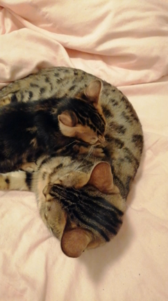 ぼく、ネコのタヌキです。の記事動画