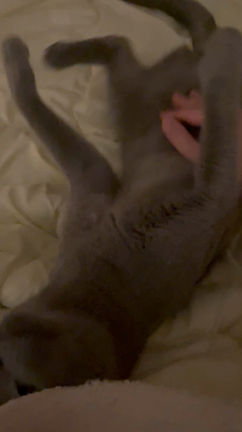 26日目の記事動画