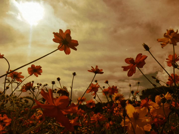 お花畑。の記事動画