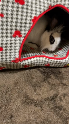 最終日の記事動画