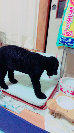 焦った、、の記事動画