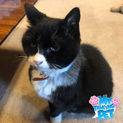 ルナ音楽スクールのルナ社長です！の記事動画