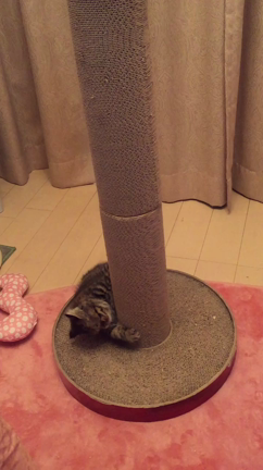 タイトル変更しました♪の記事動画