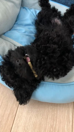 頭文字Aブログ～第十一話～  犬を飼い始めて起こった良い変化の記事動画