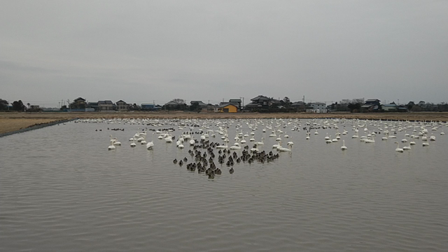 白鳥の郷の記事動画