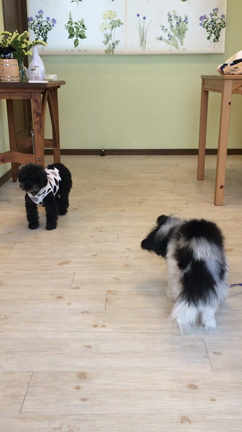 山いろいろ♪の記事動画