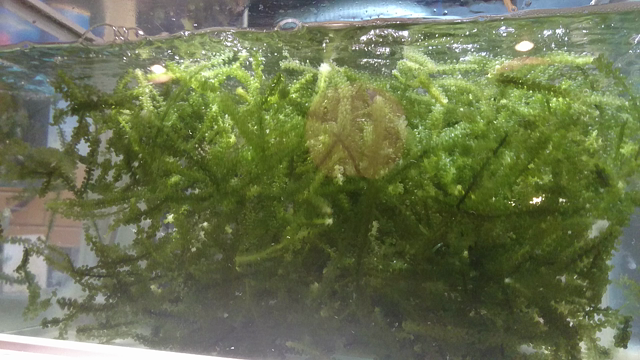 那覇鳩間島海ブドウの舞の記事動画