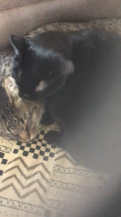 これは愛ですの記事動画