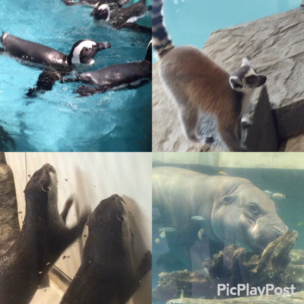 ニフレルの記事動画