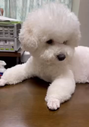 ６月に入っての記事動画