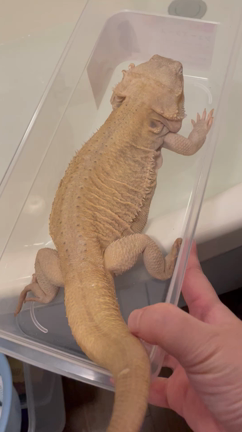 フトアゴヒゲトカゲ　NIVO氏（女の子）の記事動画