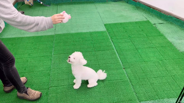 【番外編】昼間のわんこ達♪ ７／１８の記事動画