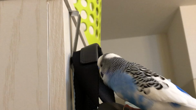 スコちゃんお泊まり→入院⁉️の記事動画