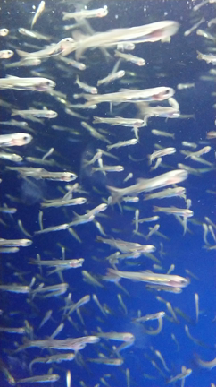 水族館で癒されました♪の記事動画