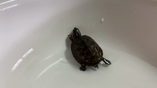 ⚠️緊急事態発生⚠️の記事動画