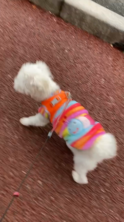 癒し犬るぅさん。の記事動画