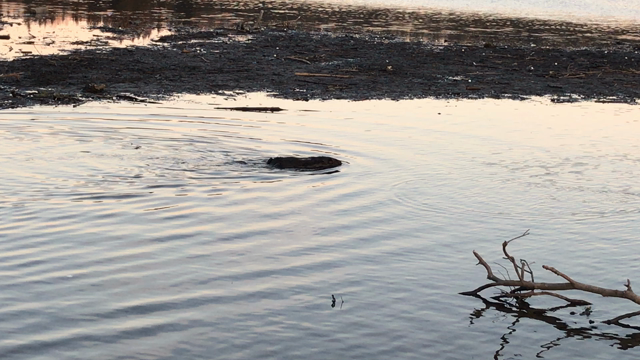 バーナビーレイクでビーバー！！の記事動画