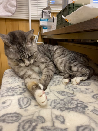 スーパー猫の日らしい？の記事動画