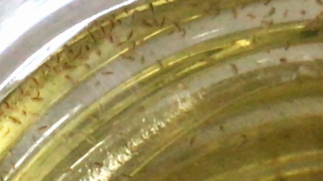The daphnia⑦の記事動画