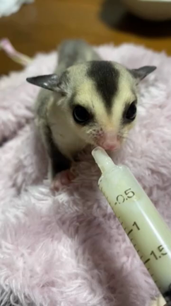 ホワイトフェイス君(//∇//)の記事動画