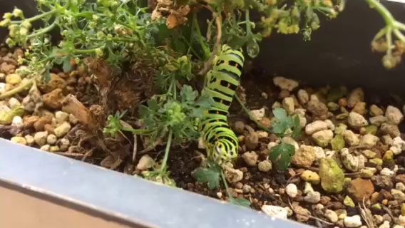 こんな気持ち久しぶりですの記事動画