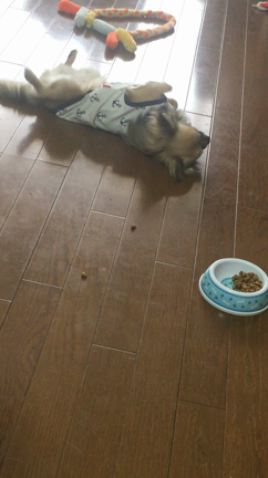 最近の将軍様の記事動画