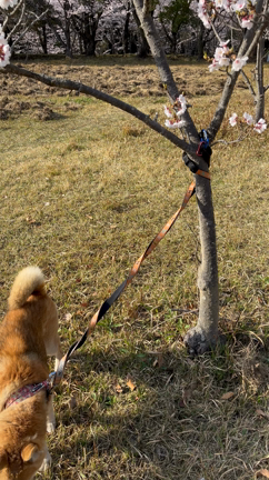 一年前のお花見の記事動画