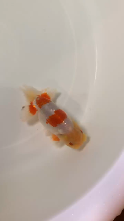 らんちゅうの記事動画