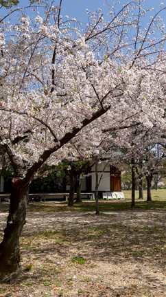 母とお出かけ   ~大阪城公園の桜~の記事動画