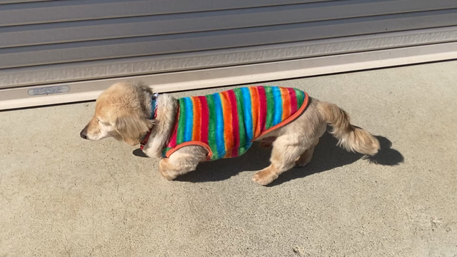 雨のあとは風強し(⌒-⌒; )の記事動画
