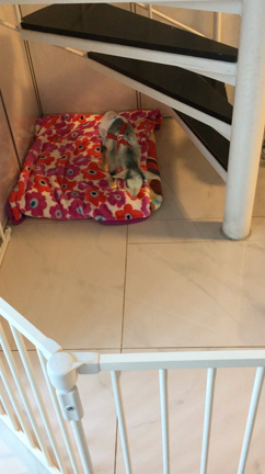 子ヤギ産まれました！の記事動画