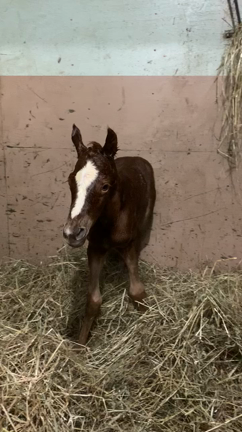 おはよう。嬉しいことが朝からあった‼️の記事動画