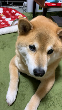 食後のデザートは青リンゴ 柴犬まるオフィシャルブログ 笑う門にはまる来たる Powered By Ameba