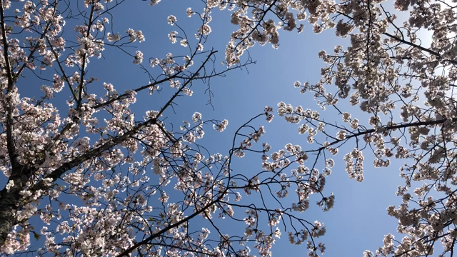 お花見の記事動画