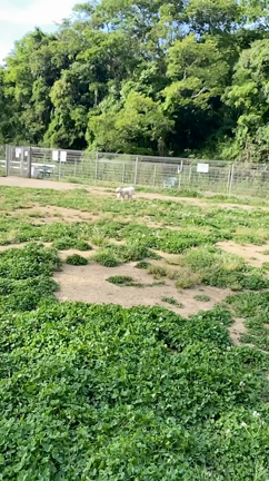 久しぶりの RUN RUN RUN !の記事動画