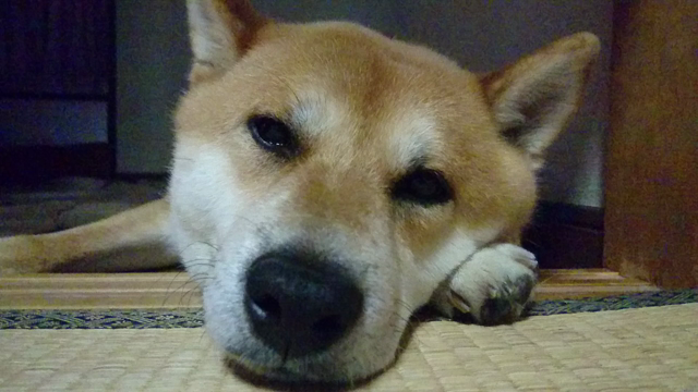 吐き出し。の記事動画