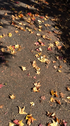 おはようございますの記事動画