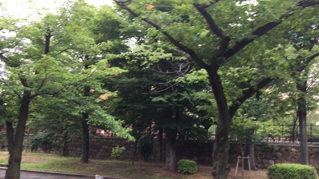 朝の豊かなひととき♪の記事動画