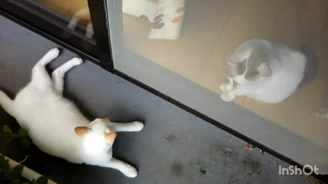 ぴょん吉っつぁん。の記事動画