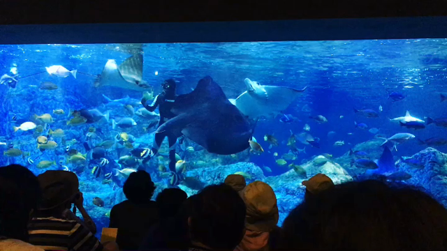 うみたまご☆！の記事動画