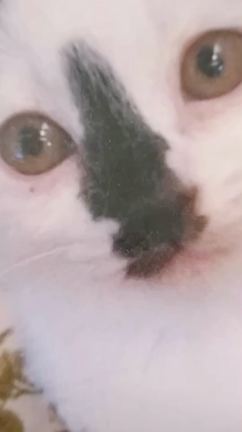 ５歳!《追記しました》の記事動画